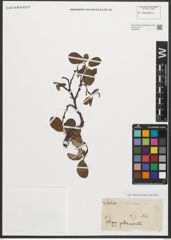 Foto von Salix reticulata L.